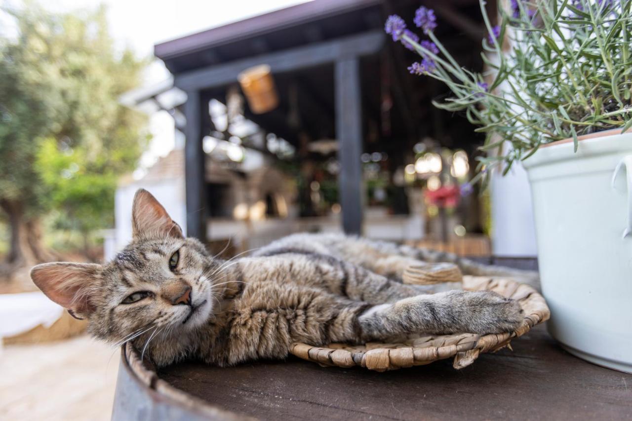 B&B Villa Mamma Grazia 산비토데이노르만니 외부 사진